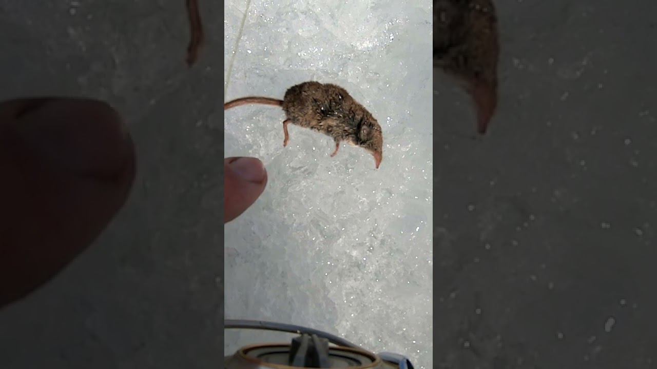 Очень странный зверь #Shorts смотреть онлайн