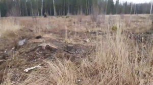 Поиск рогов лося