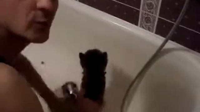 Как правильно помыть кота смотреть онлайн