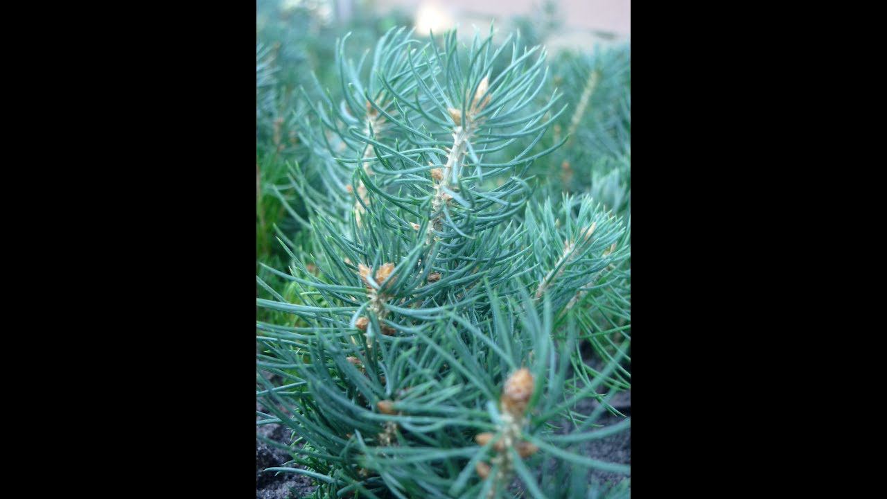 Сеянцы голубой ели. Ель колючая голубая 2-х летка смотреть онлайн