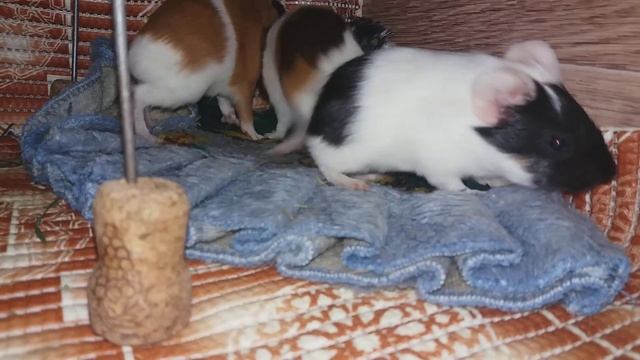 Малыши морских свинок. Детёнышам 5 дней.