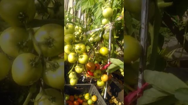 Томат Катя f1 #томаткатяf1 #огородмитрича #житьвсибири смотреть онлайн
