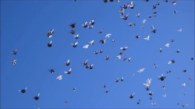 Николаевские голуби! Рузманов Василий. смотреть онлайн