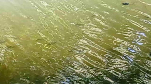 Рыбалка!!! Рыбы кишат! Путяевские пруды! большая и маленькая! смотреть онлайн