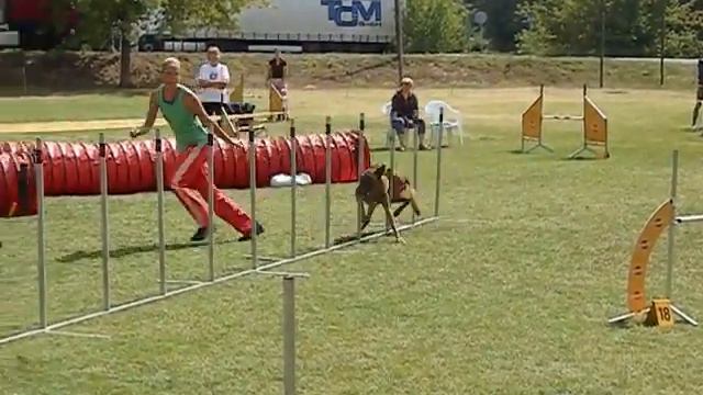 Agility Malinois 10 years old :) смотреть онлайн