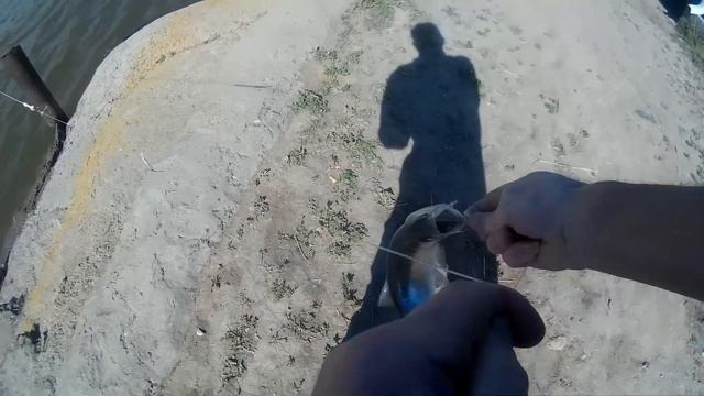 АСТРАХАНСКАЯ СЕЛЁДКА. р. Кривая Болда смотреть онлайн