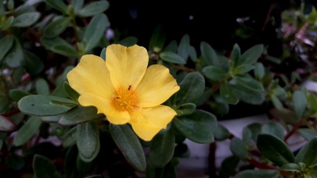 Beautiful Flowers - Planet Earth Amazing Nature Scenery / The Best Relax смотреть онлайн