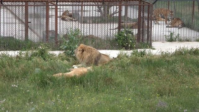 ВОЖАК львов Чук очень грозный лев когда гуляет! смотреть онлайн
