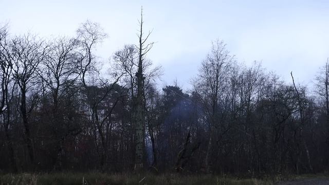 Cutting Down Big Tree With Axe - How To