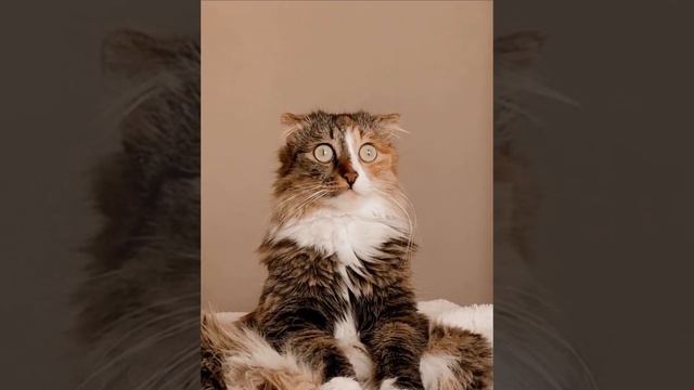 Кошка обалдела и зависла. смотреть онлайн