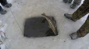 Браконьеры ловят рыбу зимой сетями!