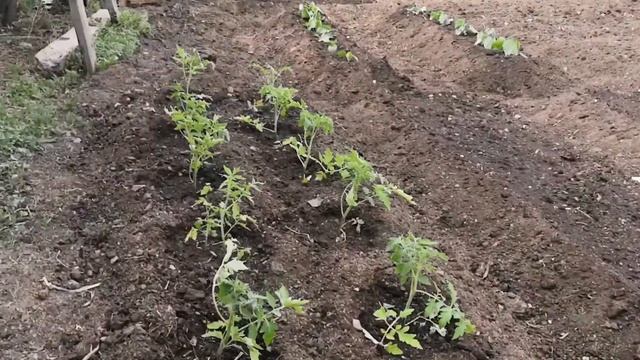 Стеснительная гостья. Печкострой продолжается.