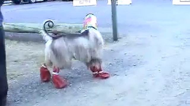 DOGshoes Afghan Hound смотреть онлайн