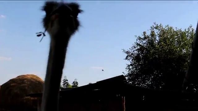 ЗАБАВНЫЕ СТРАУСЫ смотреть онлайн