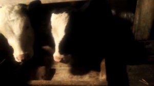 Вес бычков черно- пёстрой породы в 3 месяца