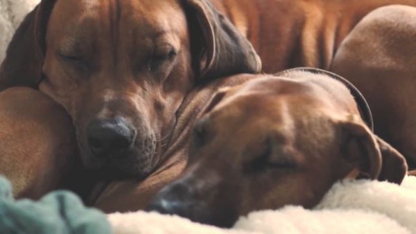 A Rhodesian Ridgeback Who Means Nothing to Me