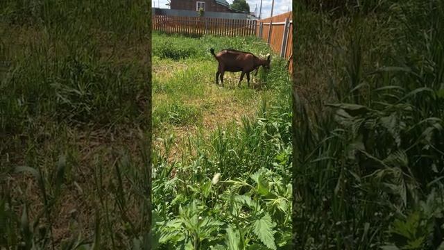 Зааненская и чешская козы смотреть онлайн