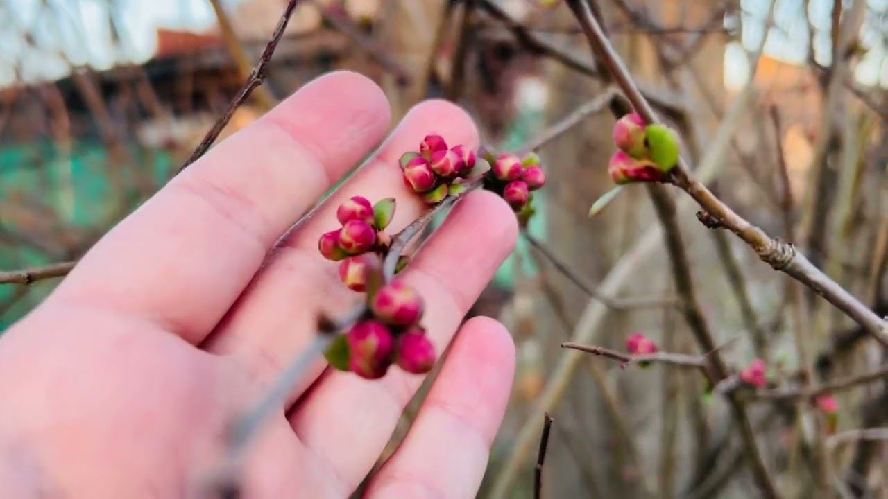 Весна идет весне дорогу. На юг пришла весна
