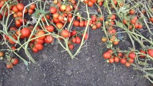 Как вырастить помидоры, сорт "Засолочное чудо"