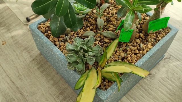 обзор коллекции комнатных растений август 2023г.