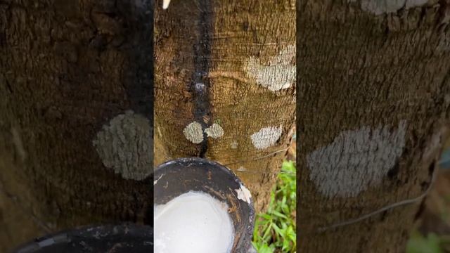 Каучуковое дерево