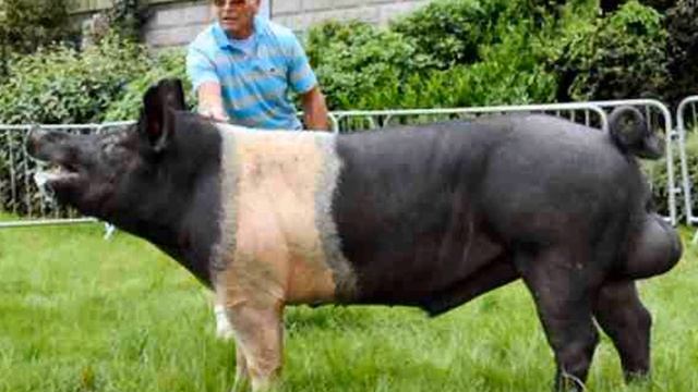 ТОП 6 CАМЫЕ БОЛЬШИЕ СВИНЬИ В МИРЕ смотреть онлайн