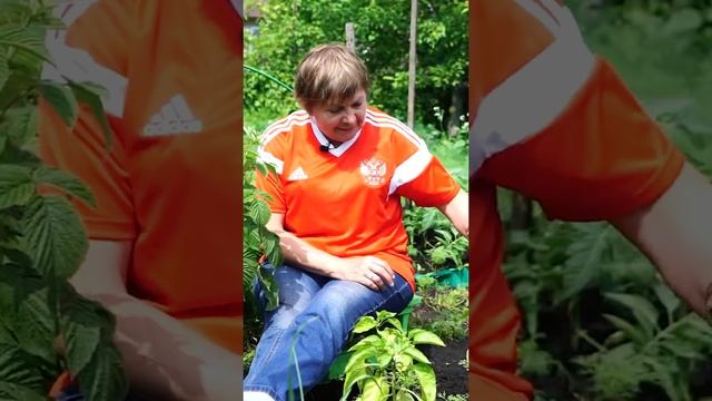 Перец плохо растёт смотреть онлайн