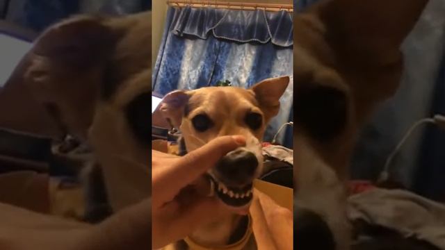 Бешеный пёс Ля ля аля ля ля аааа ляяя смотреть онлайн