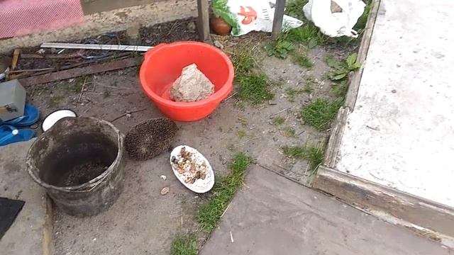 Грамотный ёжик смотреть онлайн
