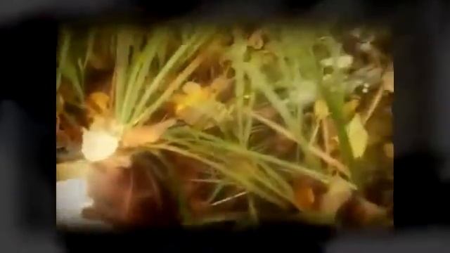 История: Очистка маслёнка мачетой от Абдуля смотреть онлайн