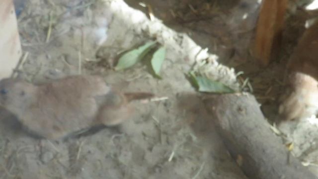 Луговые собачки в домике 24.09.2019 смотреть онлайн