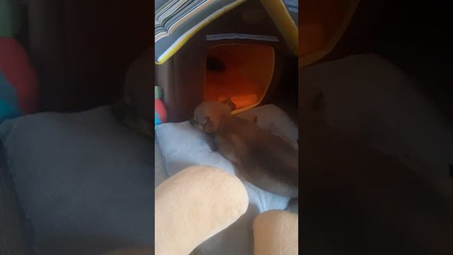 Чихуахуа. Капли от блох и клещей Pfizer Стронгхолд / Stronghold смотреть онлайн