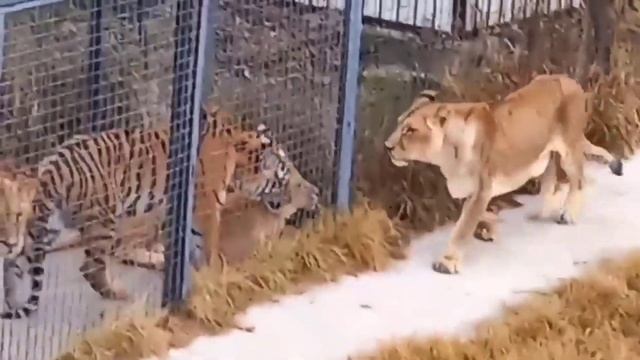 Знаменитая львица Чоли и её печальная осень в Тайгане... #тайган #львы #крым смотреть онлайн