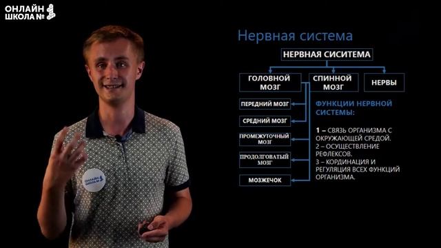 Внутреннее строение млекопитающих. Видеоурок 28. Биология 7 класс смотреть онлайн