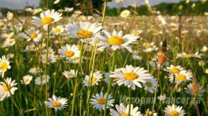 Когда жених увидел Алису, он сразу ушел. Если бы он только знал…