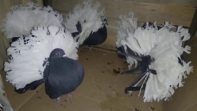 Голуби павлины 2022г смотреть онлайн