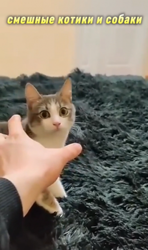 Смешные котики