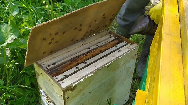 Ловля роев, пересадка пчел. Внимание 18+!!!