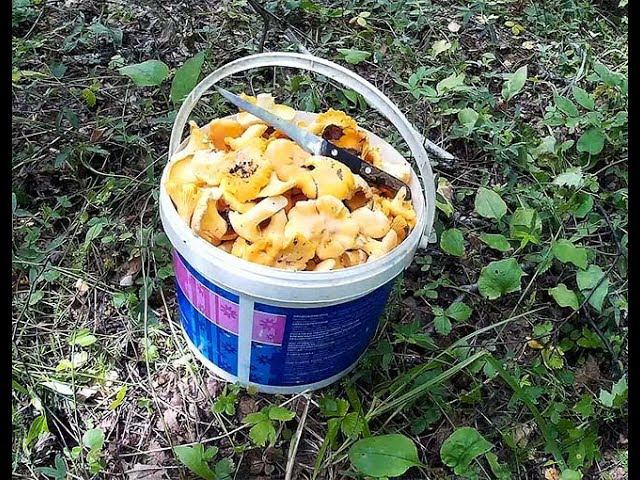 Как я собираю грибы лисички. Набрал полное 12 литровое ведро за 1 час! смотреть онлайн