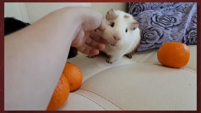 СВИНАЯ ФОТОСЕССИЯ. смотреть онлайн