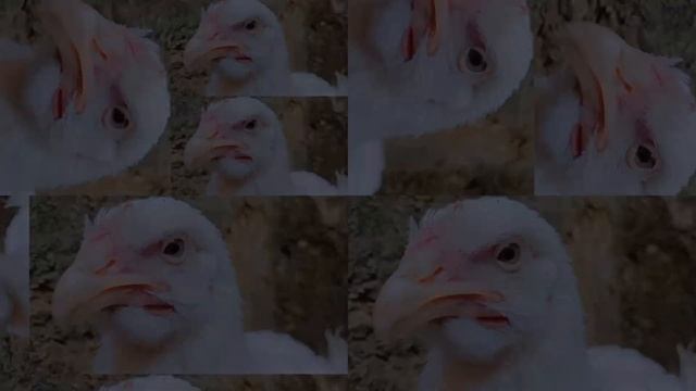 Jeco Chicken Dance 13 ! funny chicken Song & Videos ! Coco Dance смотреть онлайн