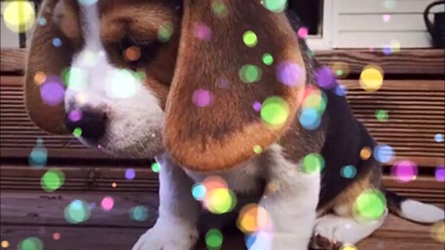 Осень ушла, а красивые фотографии остались. Приятного вечера, доброй ночи. смотреть онлайн