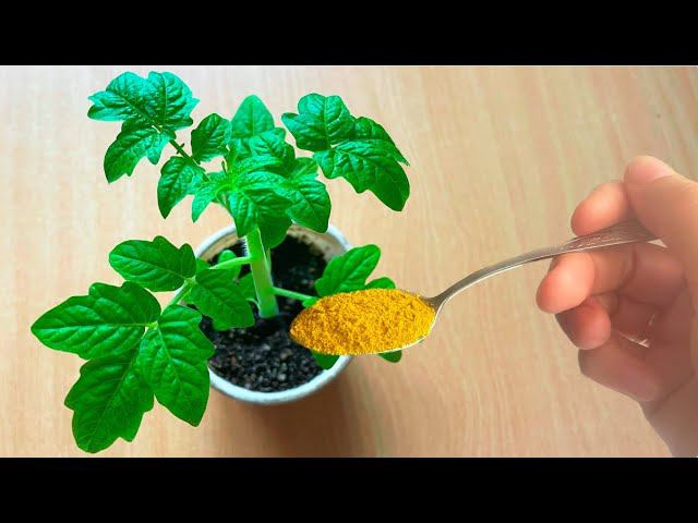 Уже ВСЯ ДЕРЕВНЯ знает этот секрет! Стебель ТОЛЩЕ МИЗИНЦА за пару дней! смотреть онлайн