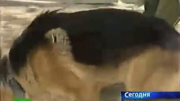 КБР ANZOR Астемиров mp4