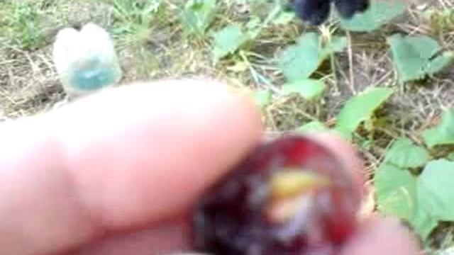 Виноград Атос 2019 смотреть онлайн