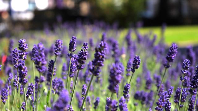 RELAXING NATURE SCENE WITH PIANO MUSIC | 4K Video of a tranquil lavender field for study, relaxing смотреть онлайн