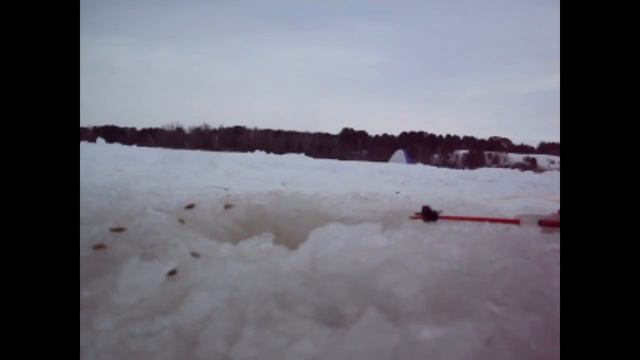 Клюет рыба окунь.Зимняя рыбалка 09.01.2018. смотреть онлайн