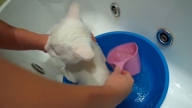 КАК ПОМЫТЬ КОШКУ? смотреть онлайн