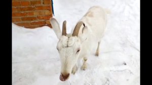 Фурункулез у коз! Как лечить? Как предостеречься? 😮😮😮