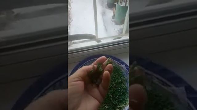 Зелёный рис после замачивания смотреть онлайн